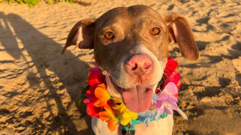 Pet of the Week: Babydoll